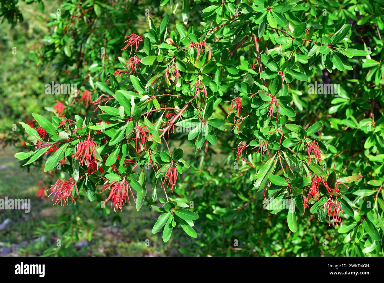 Notro oder chilenischer Feuerbaum (Embothrium coccineum) ist ein kleiner immergrüner Baum, der in den gemäßigten Regionen Chiles und Argentiniens beheimatet ist. Blumen, Früchte und lea Stockfoto