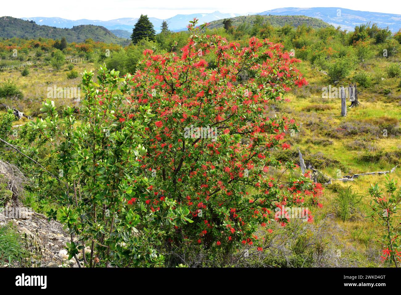 Notro oder chilenischer Feuerbaum (Embothrium coccineum) ist ein kleiner immergrüner Baum, der in den gemäßigten Regionen Chiles und Argentiniens beheimatet ist. Dieses Foto wurde aufgenommen Stockfoto