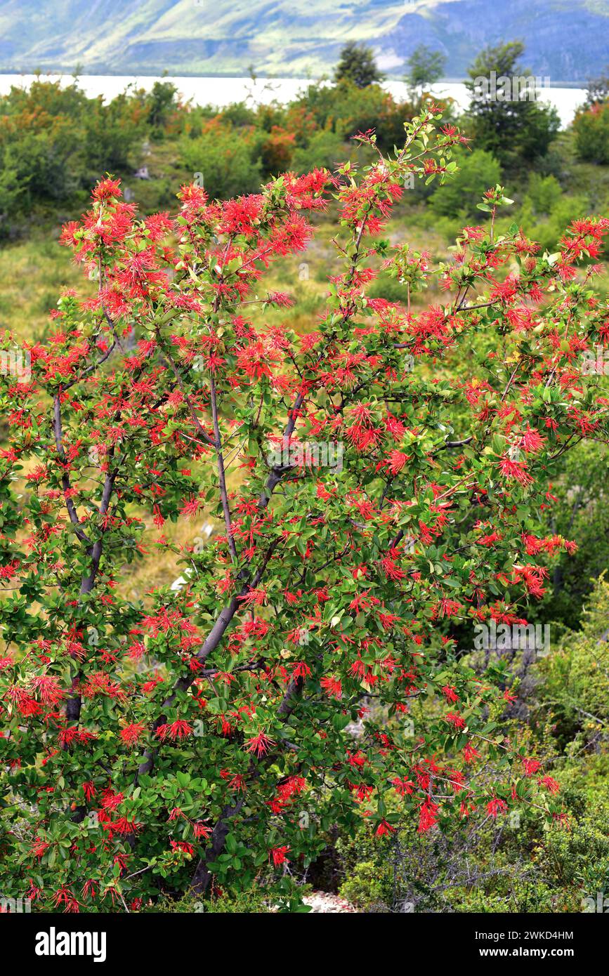 Notro oder chilenischer Feuerbaum (Embothrium coccineum) ist ein kleiner immergrüner Baum, der in den gemäßigten Regionen Chiles und Argentiniens beheimatet ist. Dieses Foto wurde aufgenommen Stockfoto