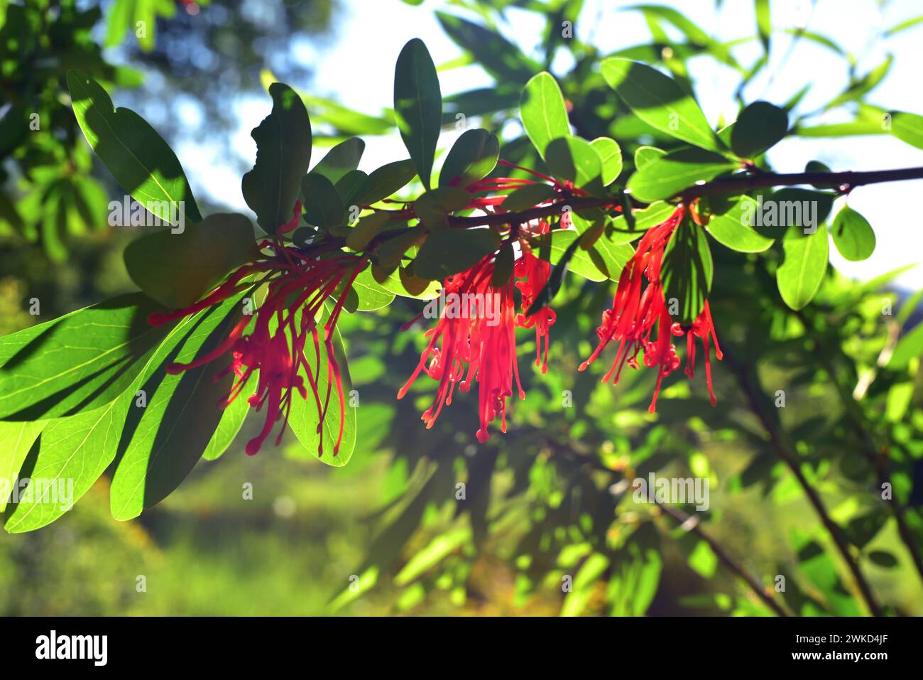 Notro oder chilenischer Feuerbaum (Embothrium coccineum) ist ein kleiner immergrüner Baum, der in den gemäßigten Regionen Chiles und Argentiniens beheimatet ist. Blumen und Blätter Deta Stockfoto