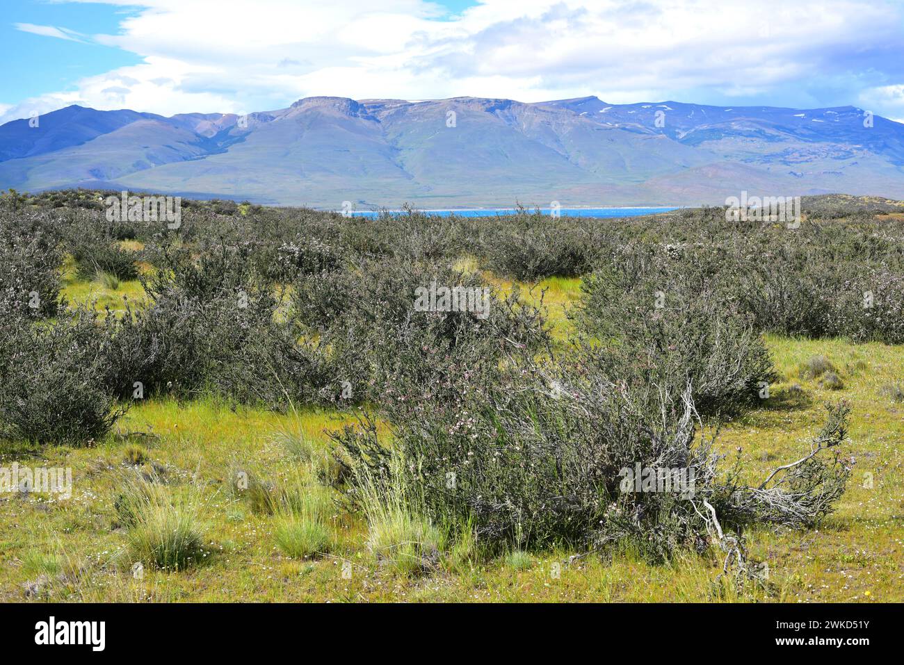 mata negra (Mulguraea tridens oder Junellia tridens) ist ein in der Region Magallanes (Argentinien und Chile) heimischer Sträucher. Dieses Foto wurde aufgenommen Stockfoto