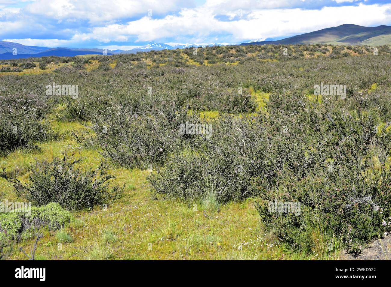 mata negra (Mulguraea tridens oder Junellia tridens) ist ein in der Region Magallanes (Argentinien und Chile) heimischer Sträucher. Dieses Foto wurde aufgenommen Stockfoto