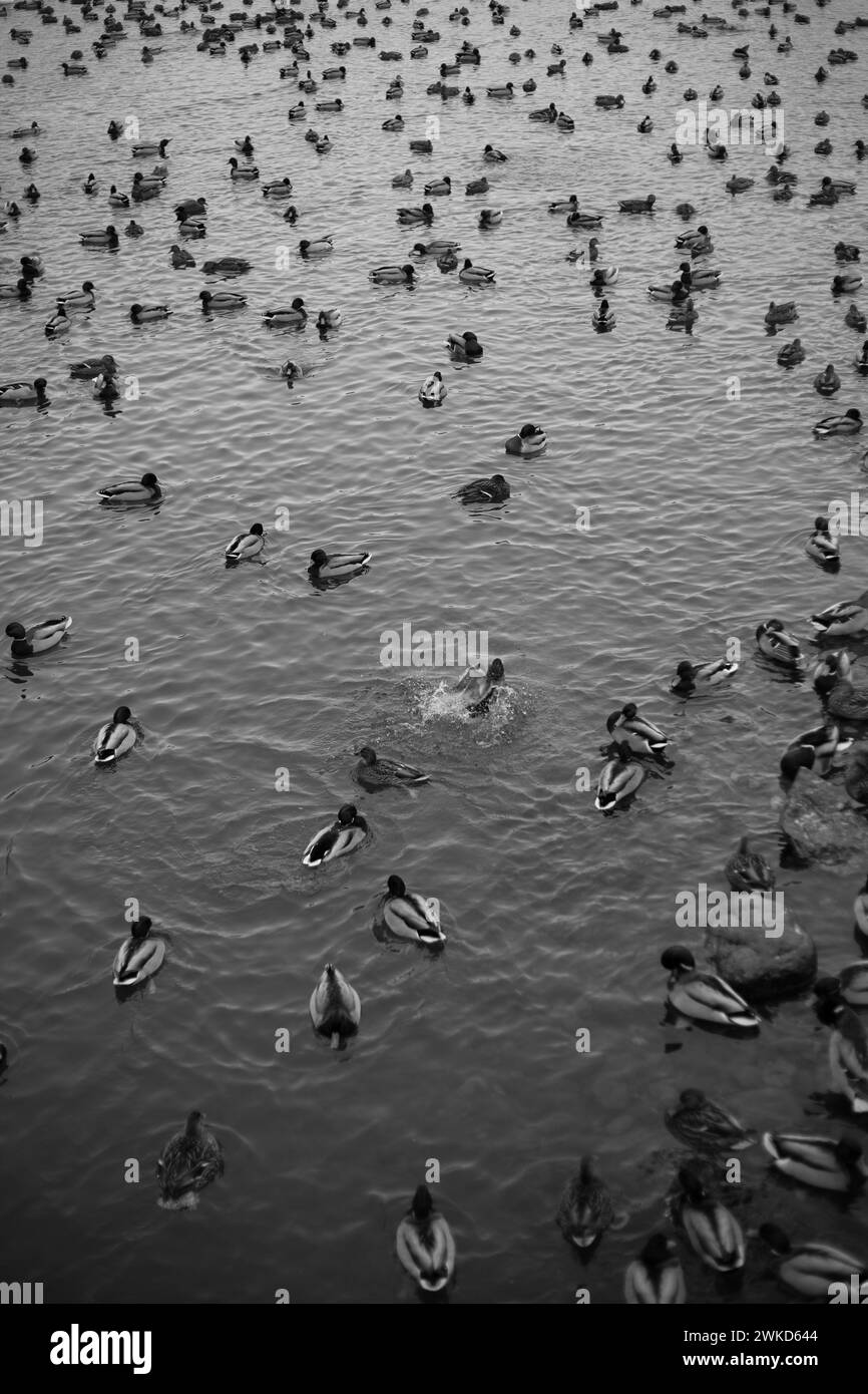 Eine ruhige Szene, in der Enten friedlich auf einem ruhigen Gewässer schwimmen. Der bewölkte Himmel wirft ein sanftes Licht und beleuchtet die Federn der Enten. Stockfoto