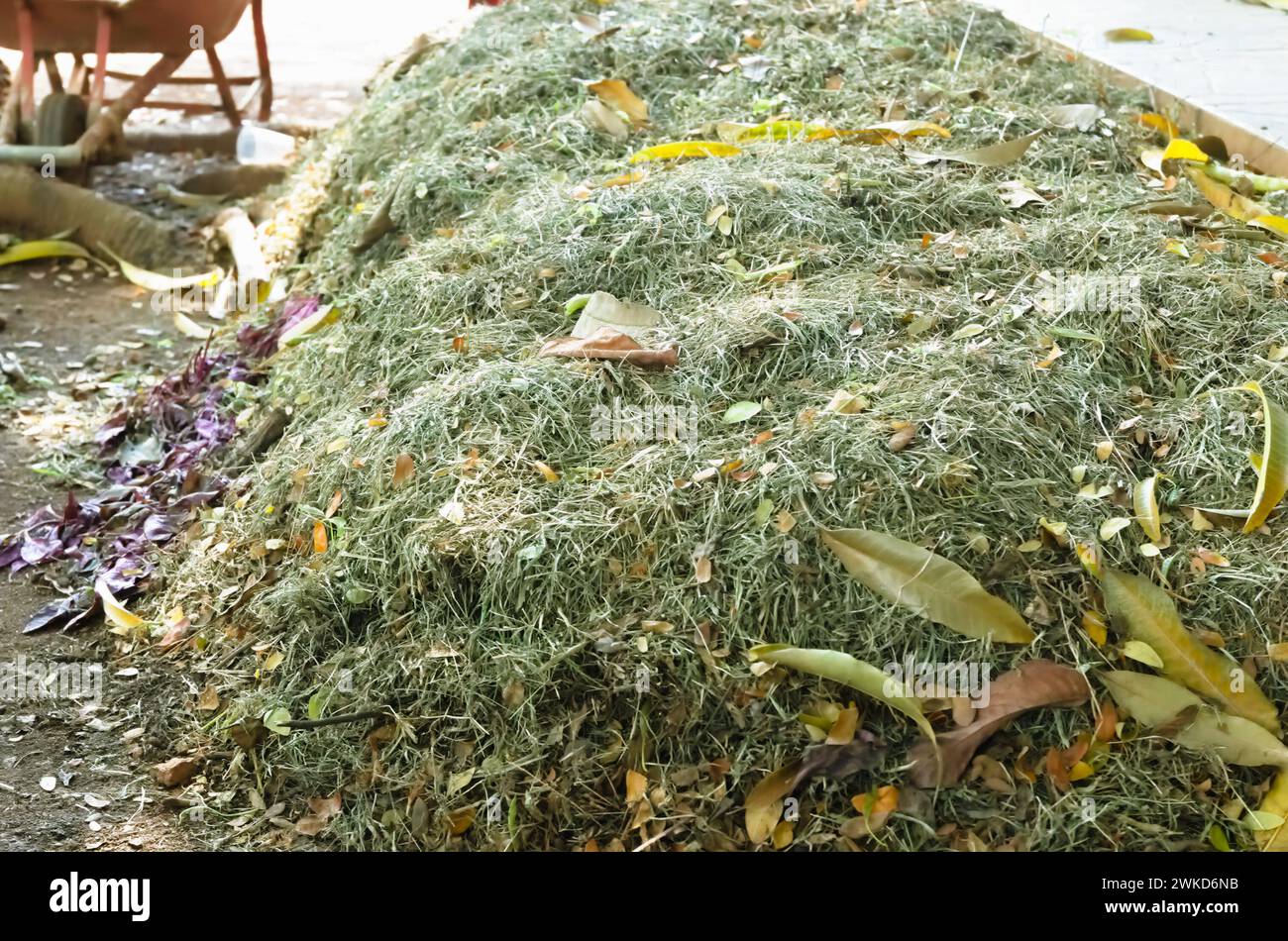 Zum Mulchen der Beete werden geriebenes Gras und trockene Blätter verwendet, die von Bäumen fallen. Gefallene Blätter werden zu Kompost gestapelt. Stockfoto