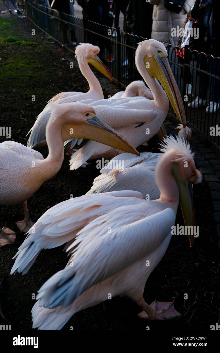 Eine Gruppe von rosa Pelikanen (Pelecanus onocrotalus) Stockfoto