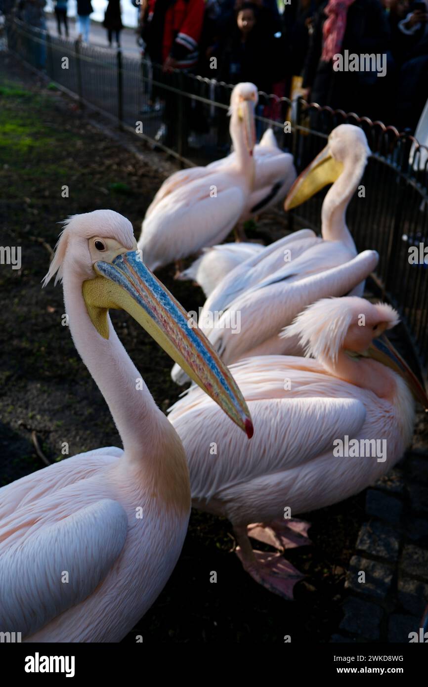 Eine Gruppe von rosa Pelikanen (Pelecanus onocrotalus) Stockfoto