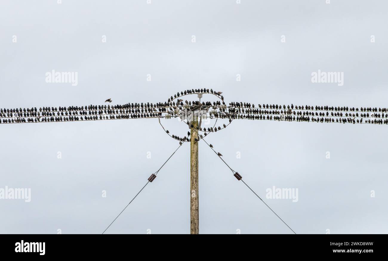 Starlinge auf Stromleitungen und einem Stromanschluss, Großbritannien Stockfoto