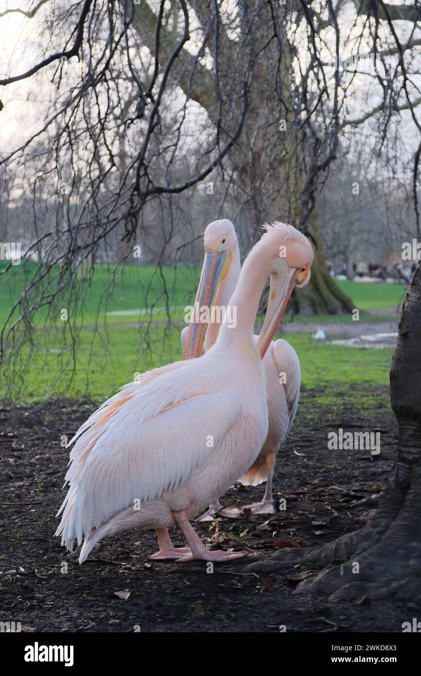 Eine Gruppe von rosa Pelikanen (Pelecanus onocrotalus) Stockfoto