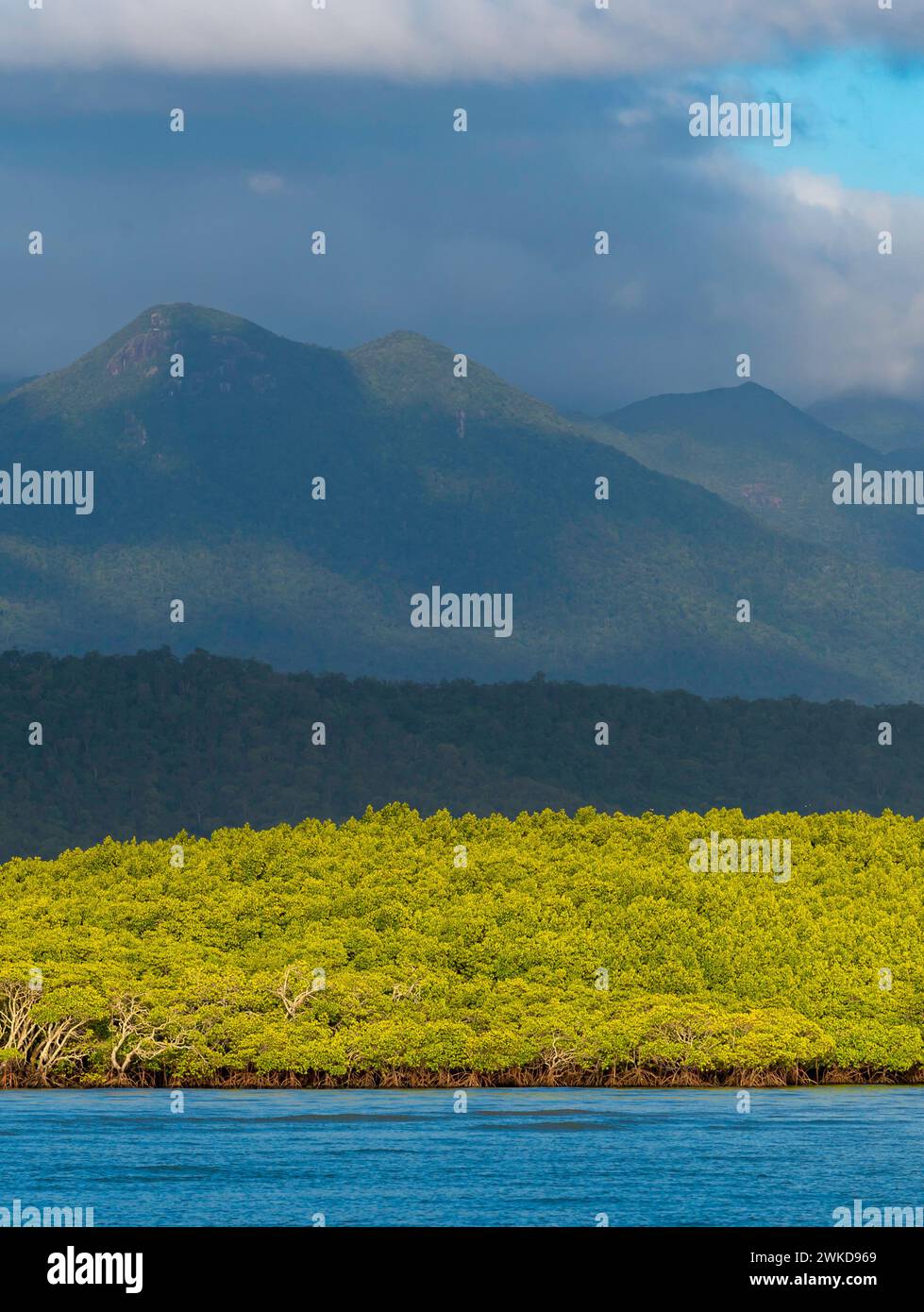 Mit Regenwolken über dem Himmel erstrahlen die roten Mangroven, Rhizophora stylosa in Dixon Inlet in Port Douglas, Queensland, Australien Stockfoto