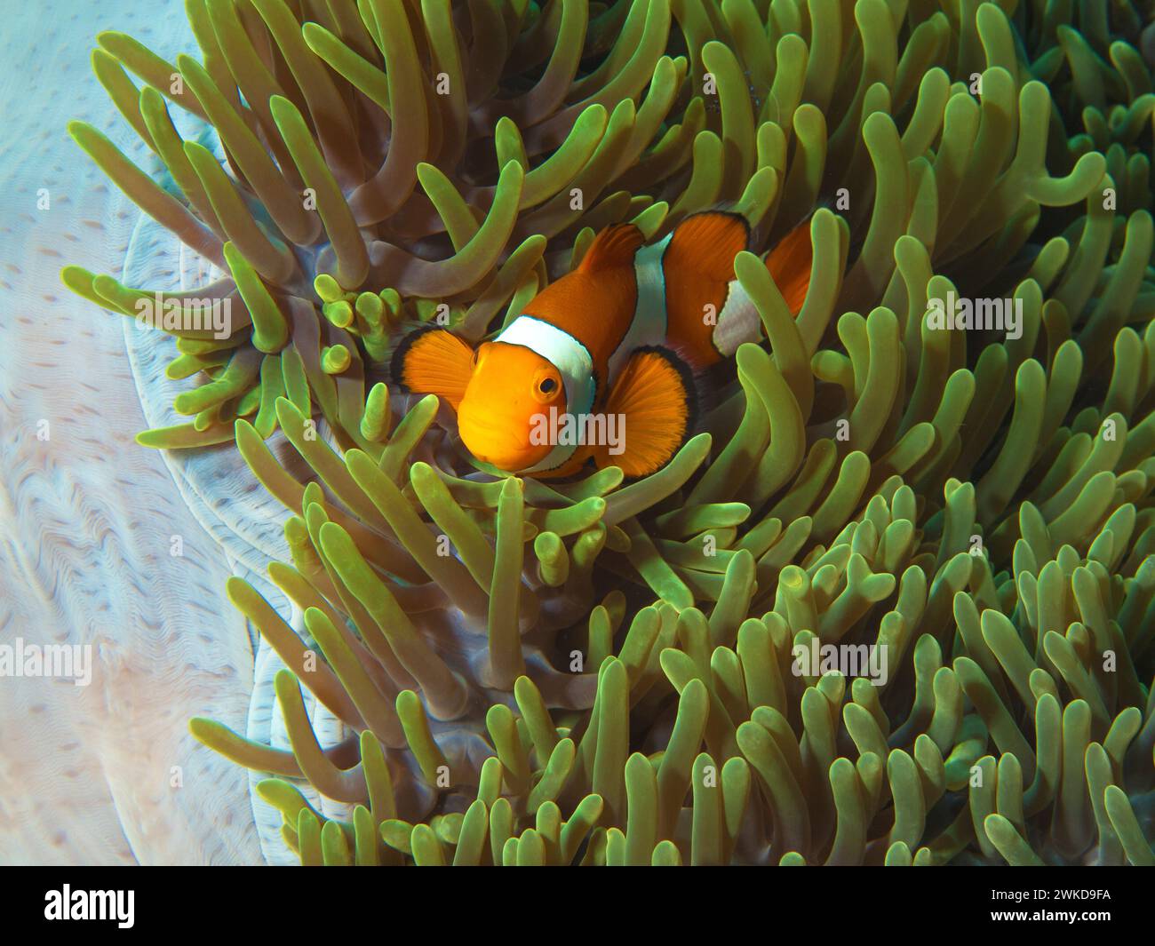 Anemonenfische sind sehr neugierig: Nemofish in seiner prächtigen Anemone (Heteractis magnifica) im Korallenriff, Unterwasserfotografie in Raja Ampat Stockfoto