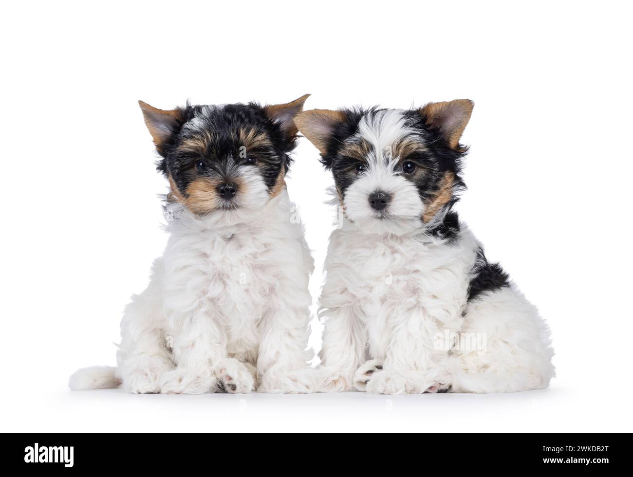 Niedliches Duo von Biewer Terrier Hündchen, die nebeneinander sitzen und in Richtung Kamera schauen. Isoliert auf weißem Hintergrund. Stockfoto