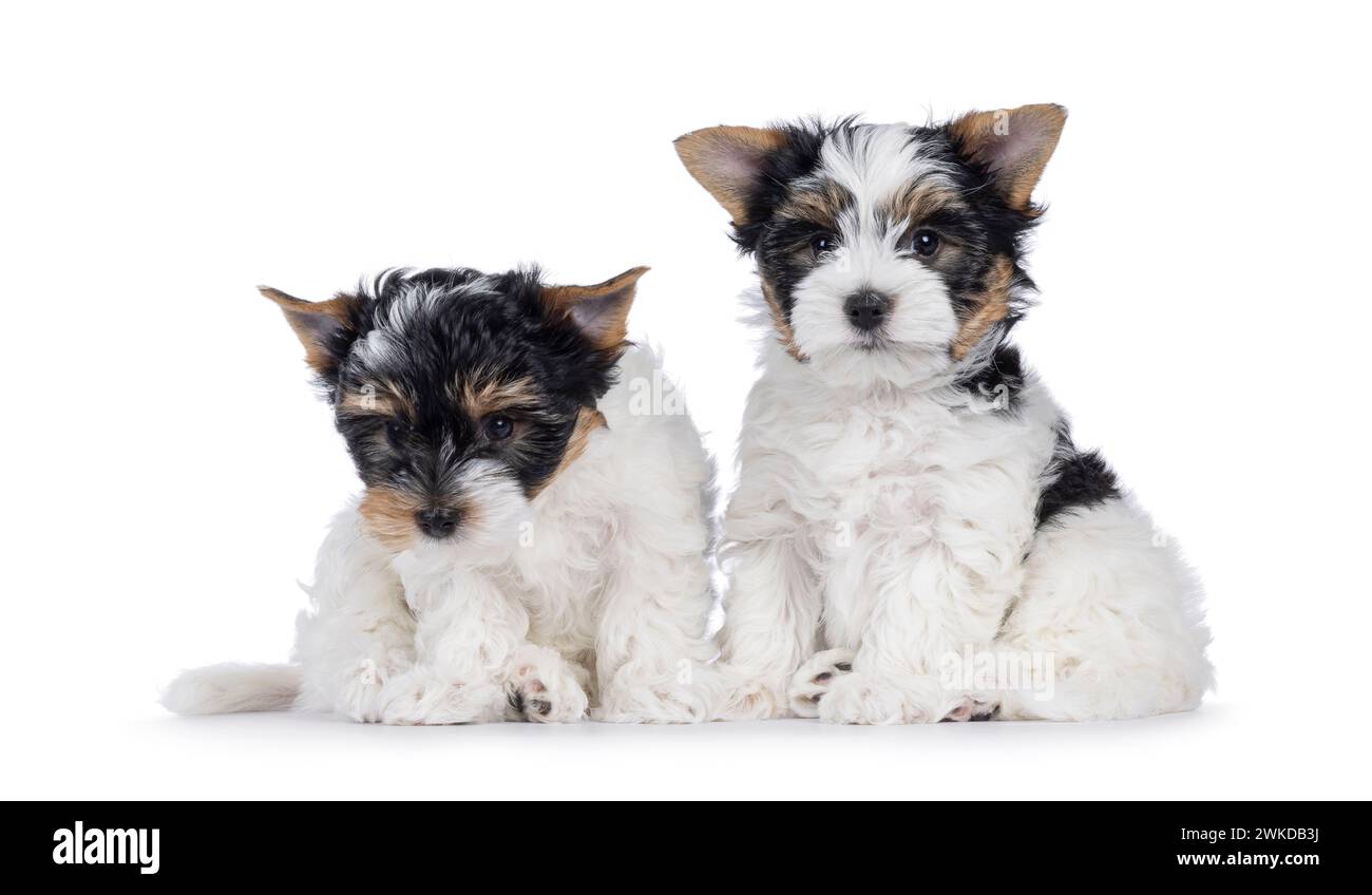 Niedliches Duo von Biewer Terrier Hündchen, die nebeneinander sitzen und in Richtung Kamera schauen. Isoliert auf weißem Hintergrund. Stockfoto