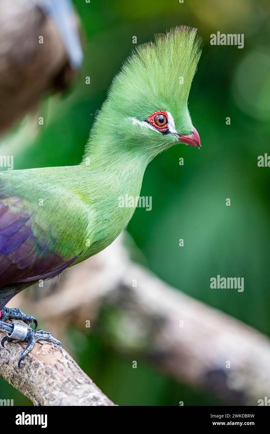 Der Guinea turaco (Tauraco persa) ist eine Gruppe afrikanischer ohrmorphen Vögel. Oft unauffällig in den Baumkronen Stockfoto