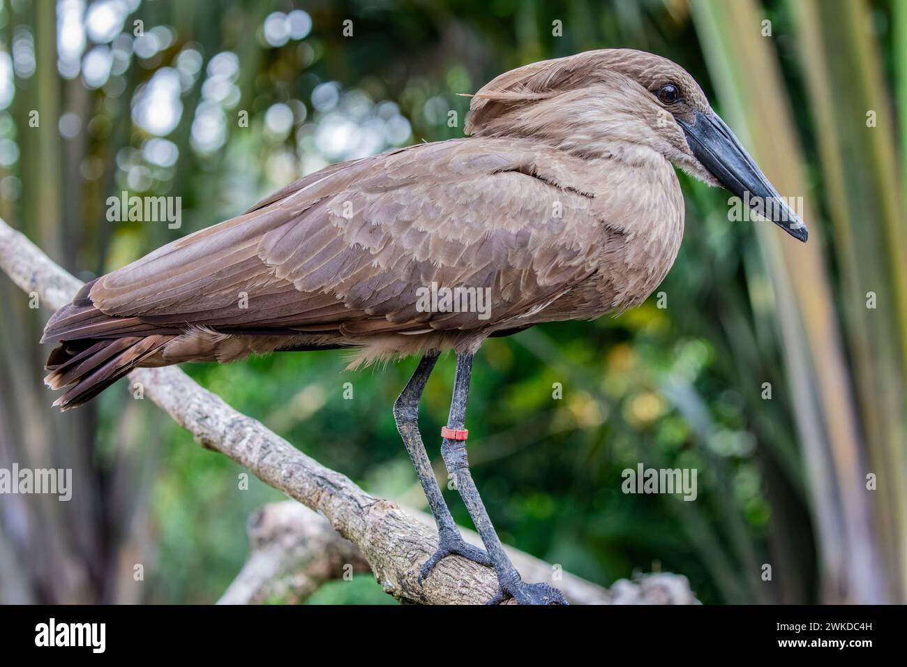 Der Hamerkop ist ein mittelgroßer Watvogel mit braunem Gefieder. Die Form seines Kopfes mit einem langen Schnabel und Wappen auf der Rückseite erinnert an einen Hammer Stockfoto