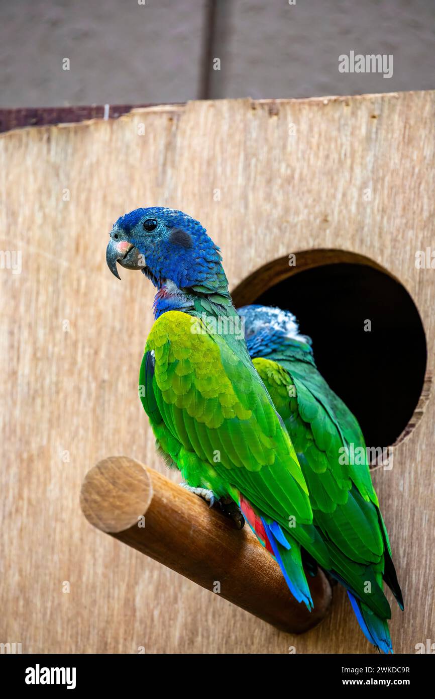 Der Blaukopfpapagei (Pionus menstruus) ist ein mittelgroßer Papagei. Der Körper ist meist grün, mit blauem Kopf und Hals und roten Unterschwanzdecken. Stockfoto