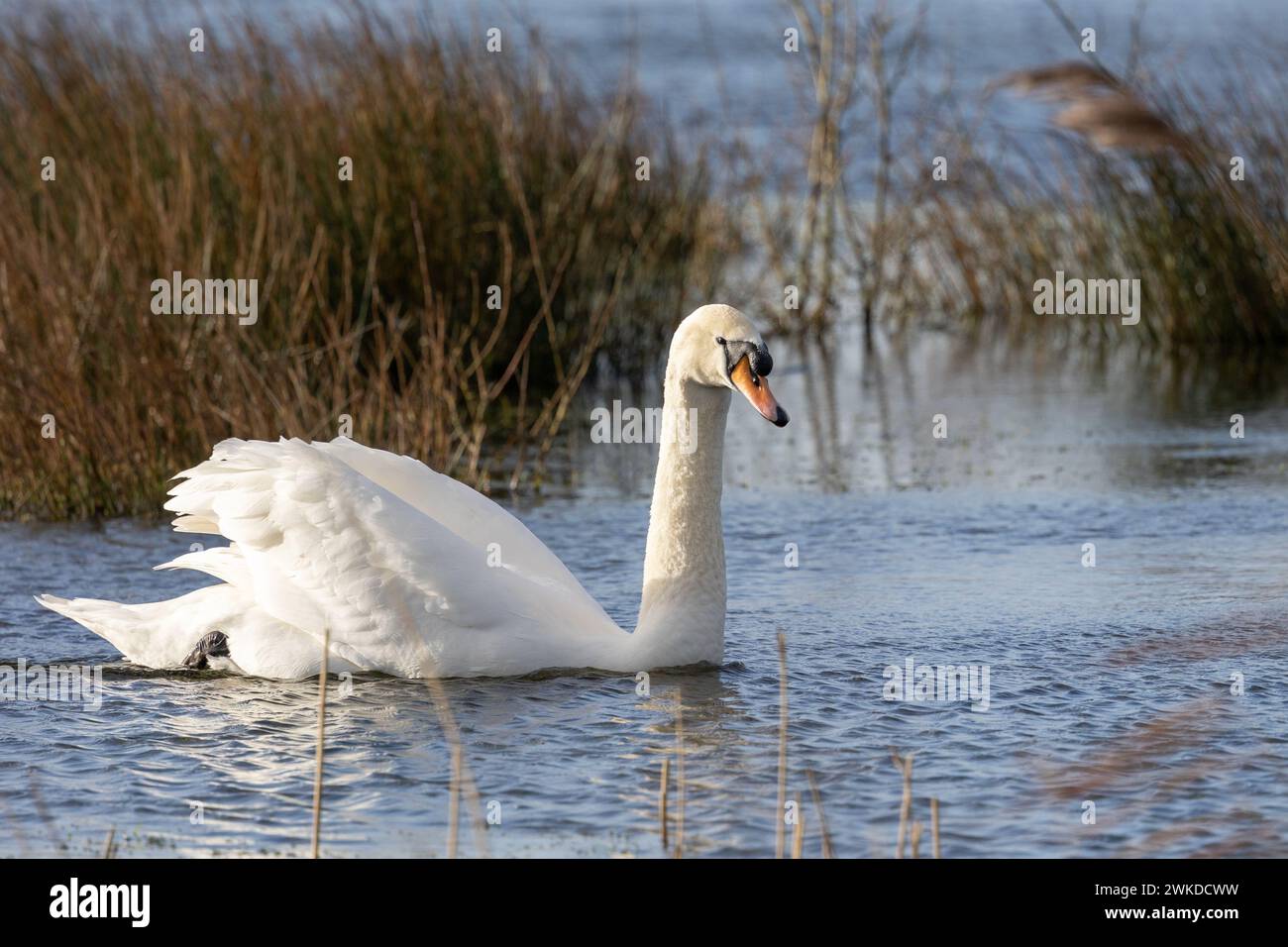 Wunderschön sonnendurchfluteter Stummschwan (Cygnus olor), der auf blauem Wasser in einem Schilfhabitat in England gleitet. Großbritannien im Februar. Stockfoto