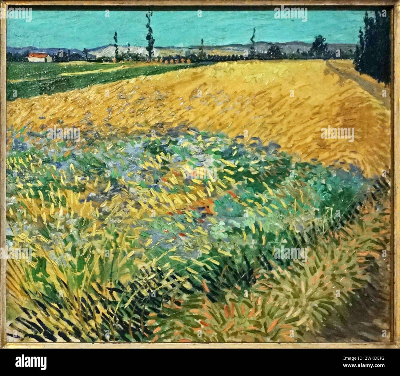 Wheatfield (1888) von Vincent van Gogh (1853-1890) Stockfoto