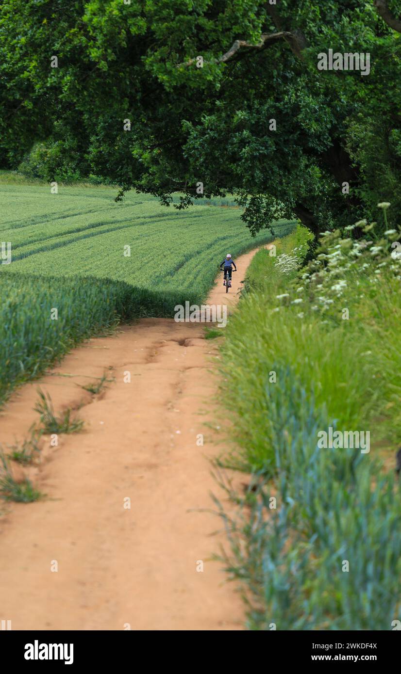 Ein Radfahrer auf einer Strecke durch ein Getreidefeld, England, Großbritannien Stockfoto