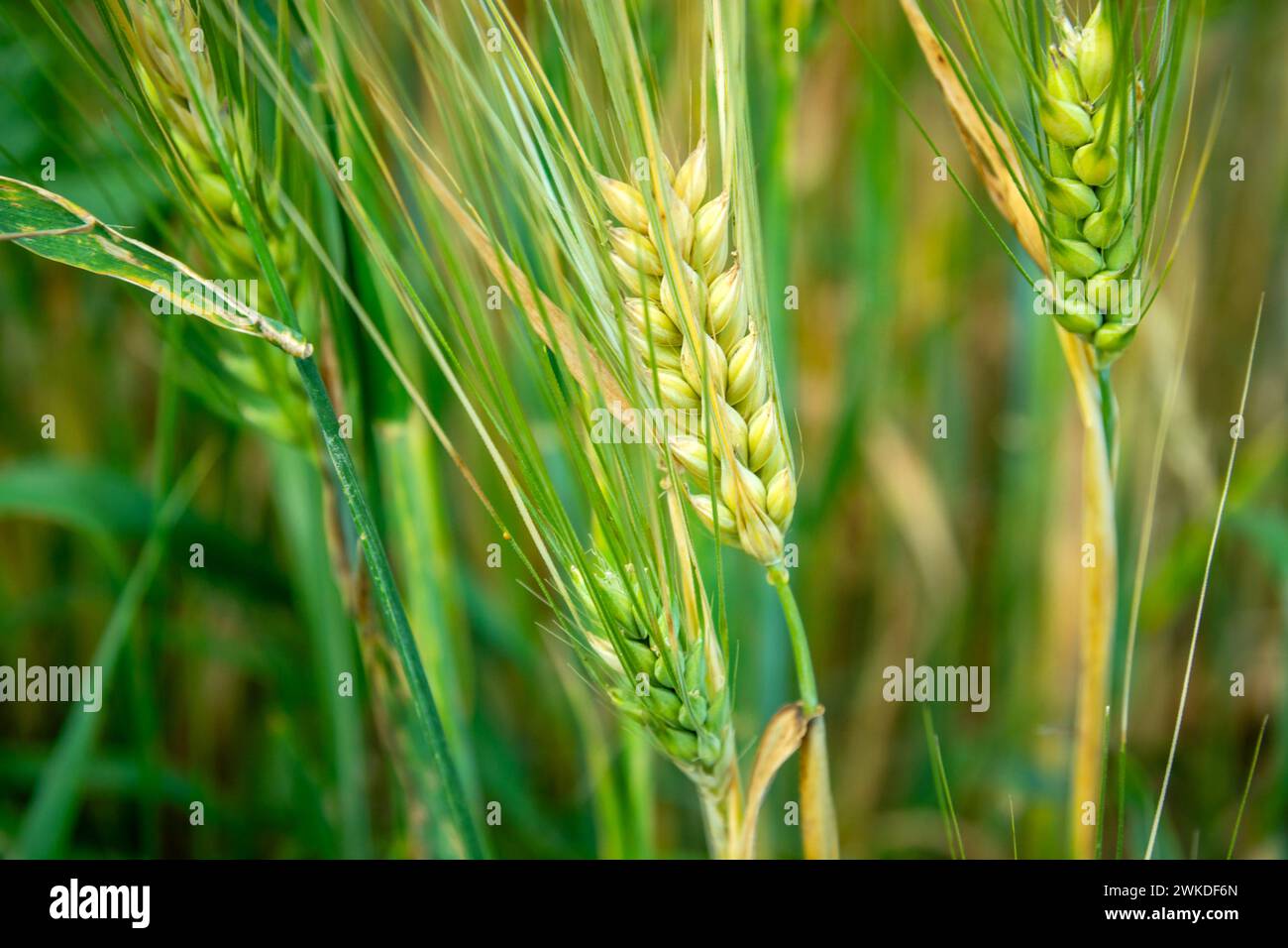 Nahaufnahme grüner Ohren aus Gerstenkorn, Juni-Ansicht Stockfoto