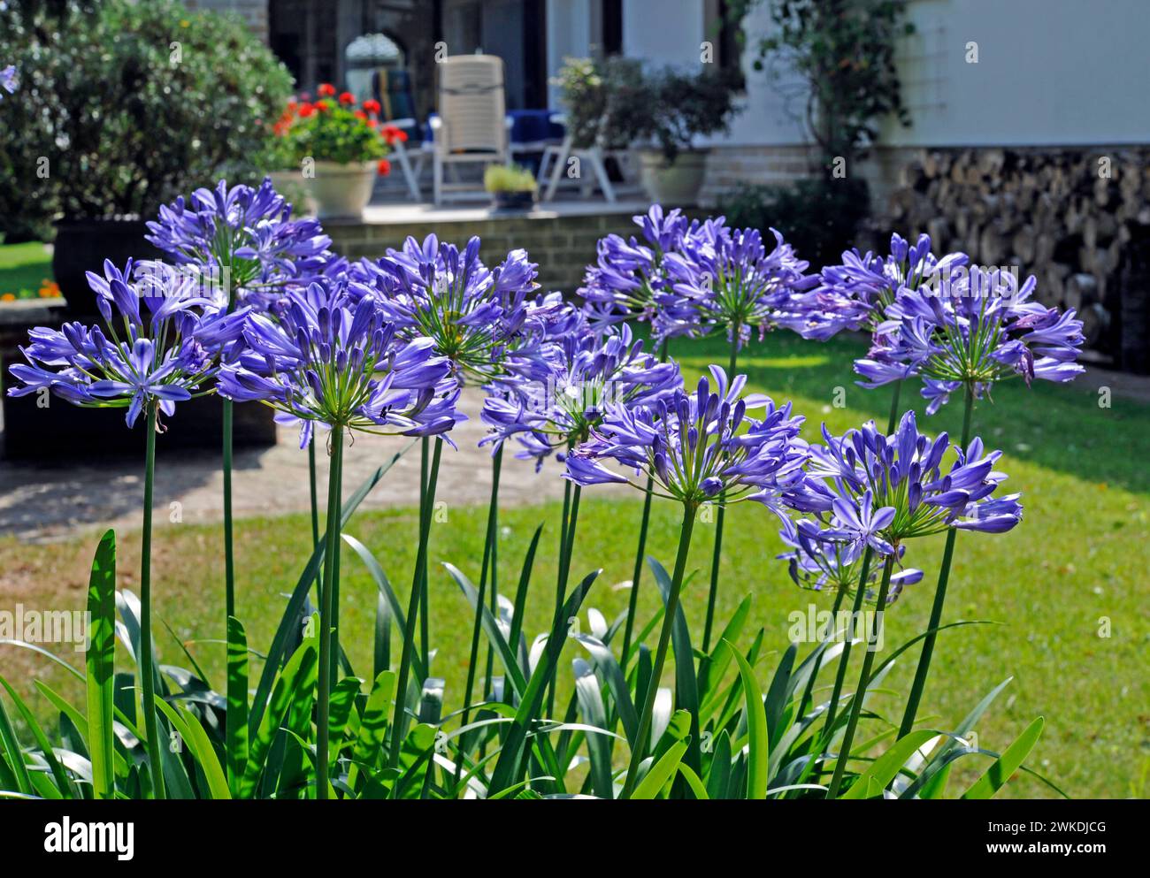 Blaue Agapanthus oder Blaulien im sommerlichen Garten, dahinter