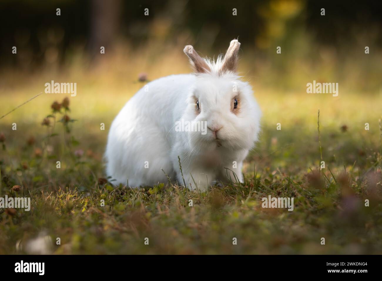 Vorderansicht Porträt des weißen Häschen auf dem Rasen. Niedliches kleines Löwenkopf-Kaninchen auf einer grünen Graswiese. Haustier draußen im Garten. Stockfoto