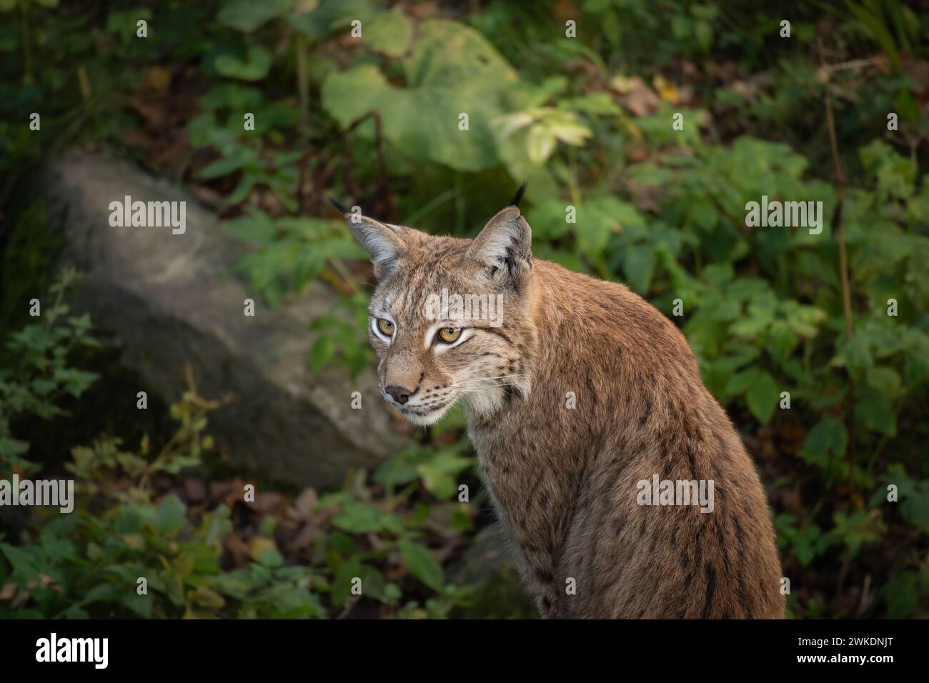 Porträt des Eurasischen Lynx in Stockholm Skansen. Furry Wildcat im Naturpark in Schweden. Stockfoto