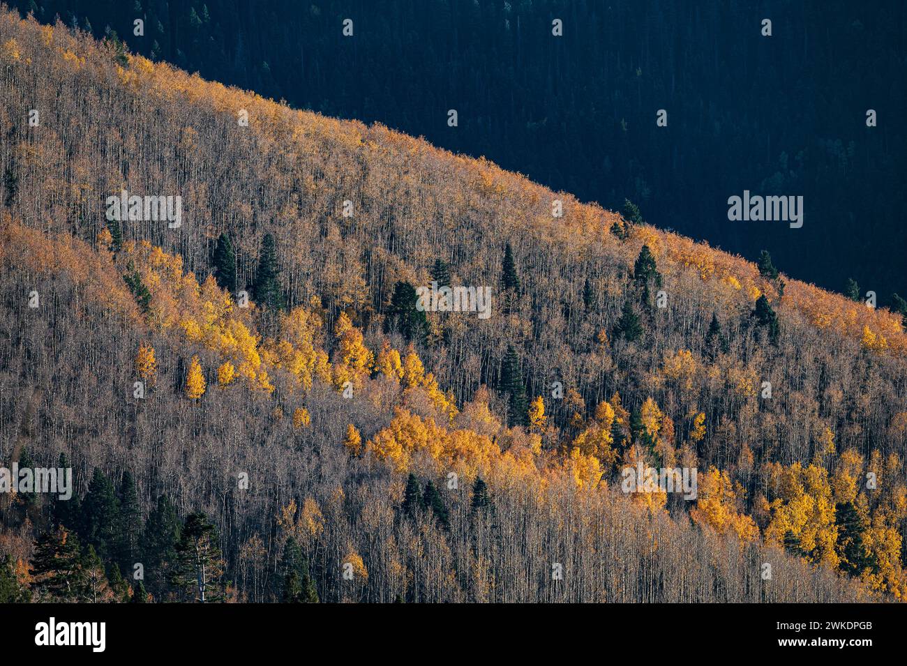 LAUB AM ENDE DES HERBSTES IN DEN BERGEN VON SANGRE DE CRISTO, SANTA FE, NM, USA Stockfoto