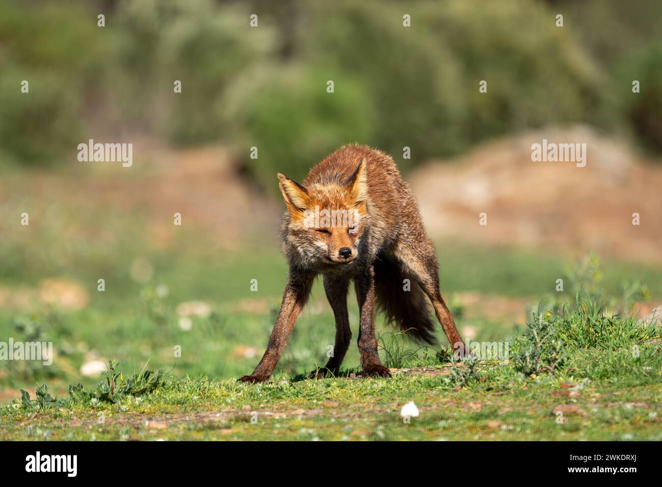 Wunderschönes Porträt eines Rotfuchses frei in der Natur von Spanien, Sierra Morena, Andalusien Stockfoto