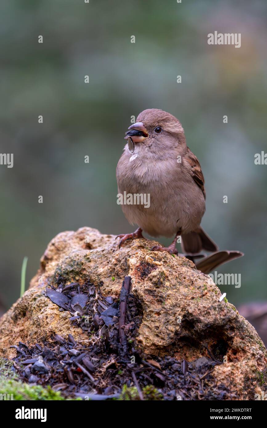 Wunderschöne Nahaufnahmen von Passvögeln inmitten der Natur im Naturpark Sierra de Andujar in Andalusien, Spanien, Europa Stockfoto