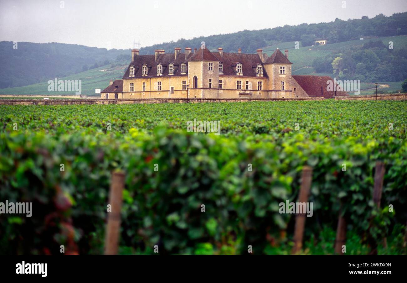 Weinberge von Clos de Vougeot, Vougeot, Côte-d'Or, Burgund, Frankreich Stockfoto