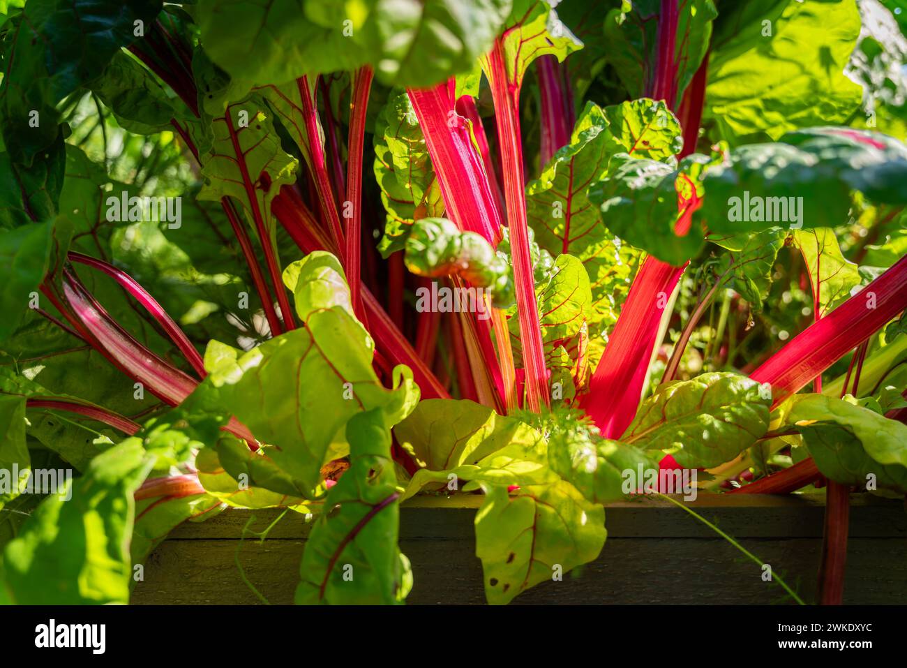 Farbenfroher Mangold wächst im Garten. Blattgemüse oder Mangold (Beta vulgaris). Nahaufnahme der wachsenden Mangold. Stockfoto