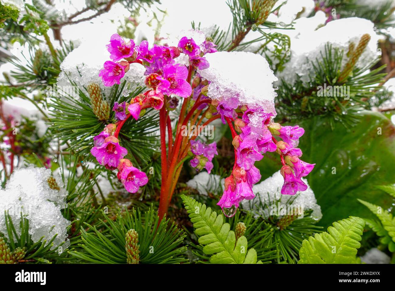 Schneebedeckte blühende bergenia rotblum, Elefantenohren, im Frühling aufgrund ungewöhnlicher Wetterbedingungen Stockfoto