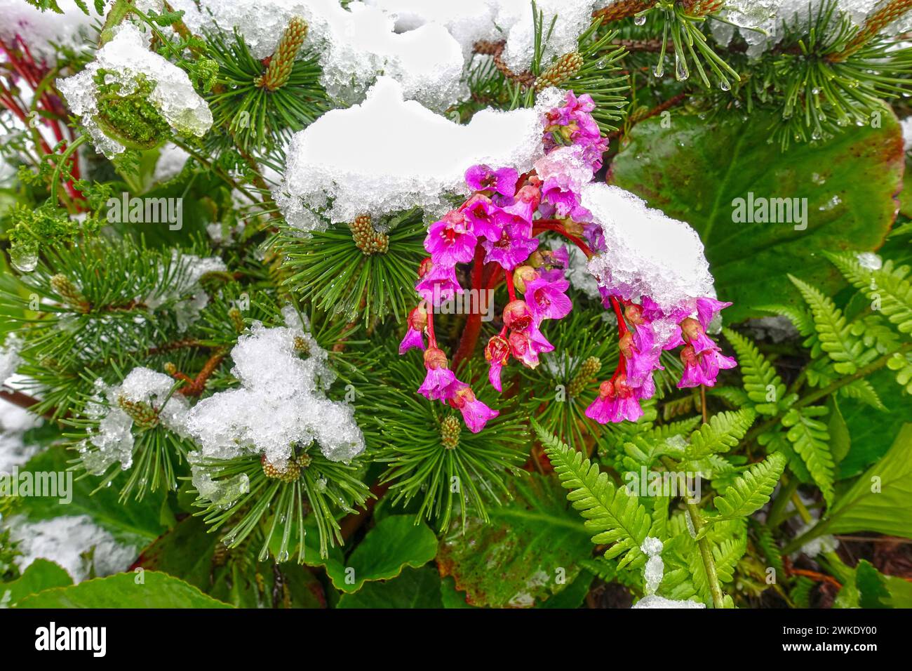 Schneebedeckte blühende bergenia rotblum, Elefantenohren, im Frühling aufgrund ungewöhnlicher Wetterbedingungen Stockfoto