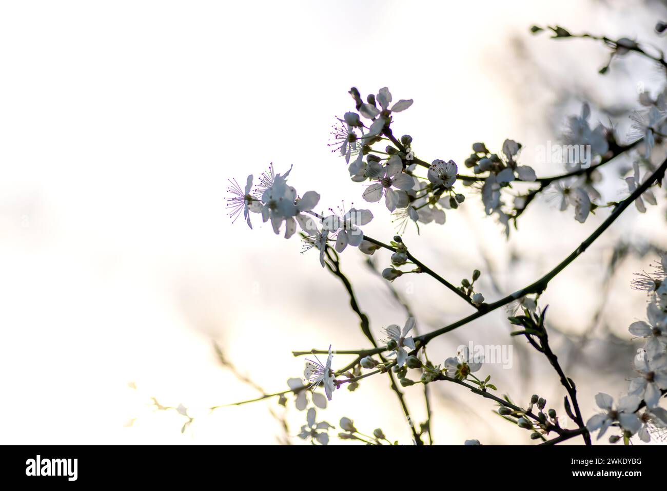 Kirschblüten mit warmem Sonnenlicht-Bokeh. Frühlingskonzept, Hintergrund. Stockfoto