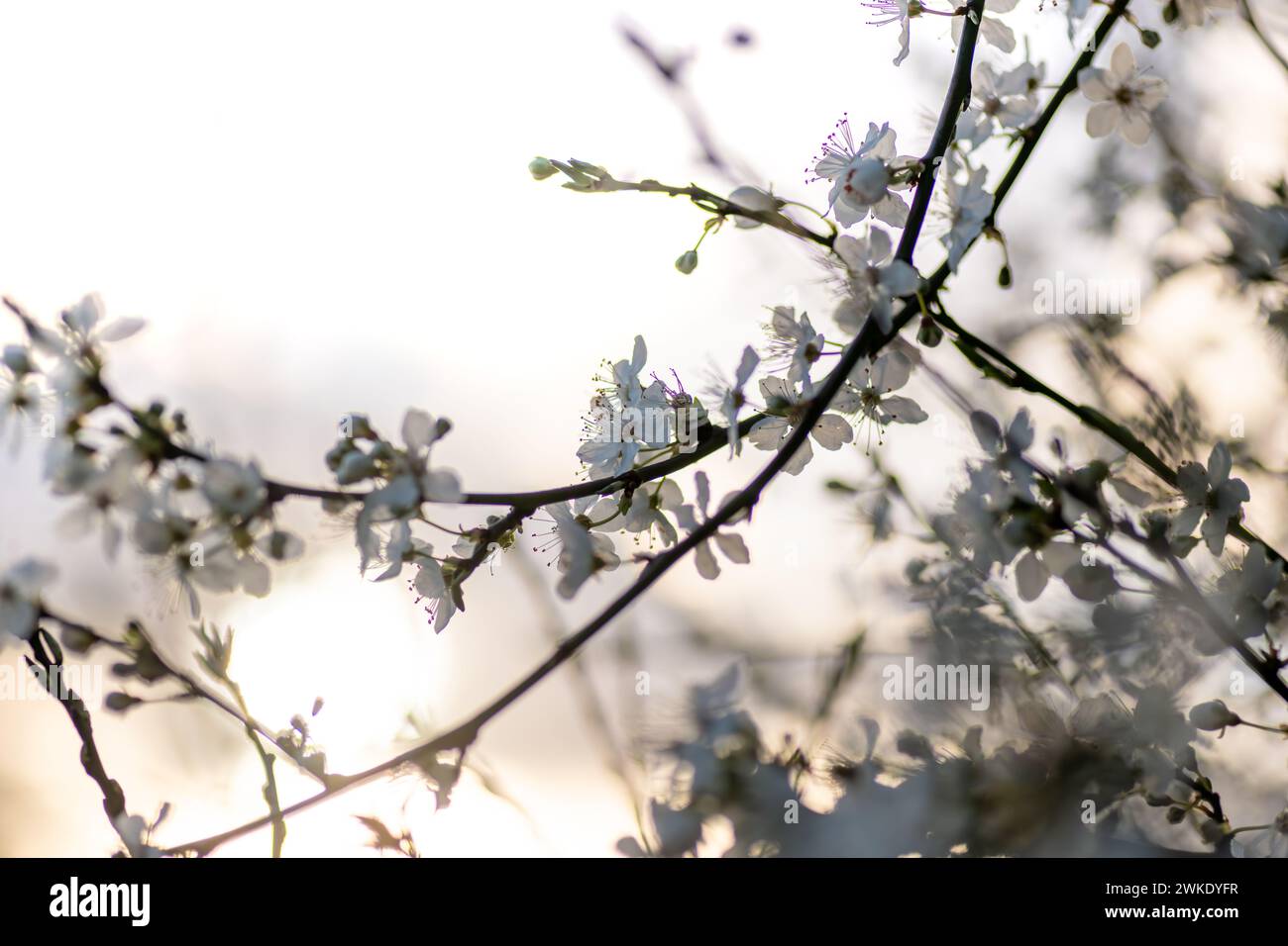 Kirschblüten mit warmem Sonnenlicht-Bokeh. Frühlingskonzept, Hintergrund. Stockfoto