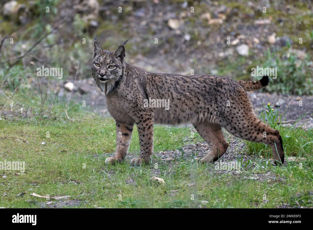 Wunderschönes Porträt eines weiblichen iberischen Luchses auf dem Gras im Wald von Sierra Morena, in Jaen, Spanien Stockfoto
