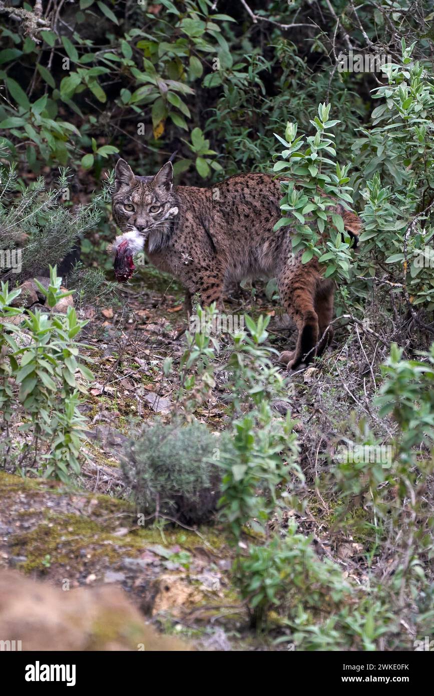 Wunderschönes Porträt eines iberischen Luchses senkrecht mit einem Kaninchenfuß im Mund, der direkt auf die Kamera zwischen den Dickicht des Waldes blickt Stockfoto