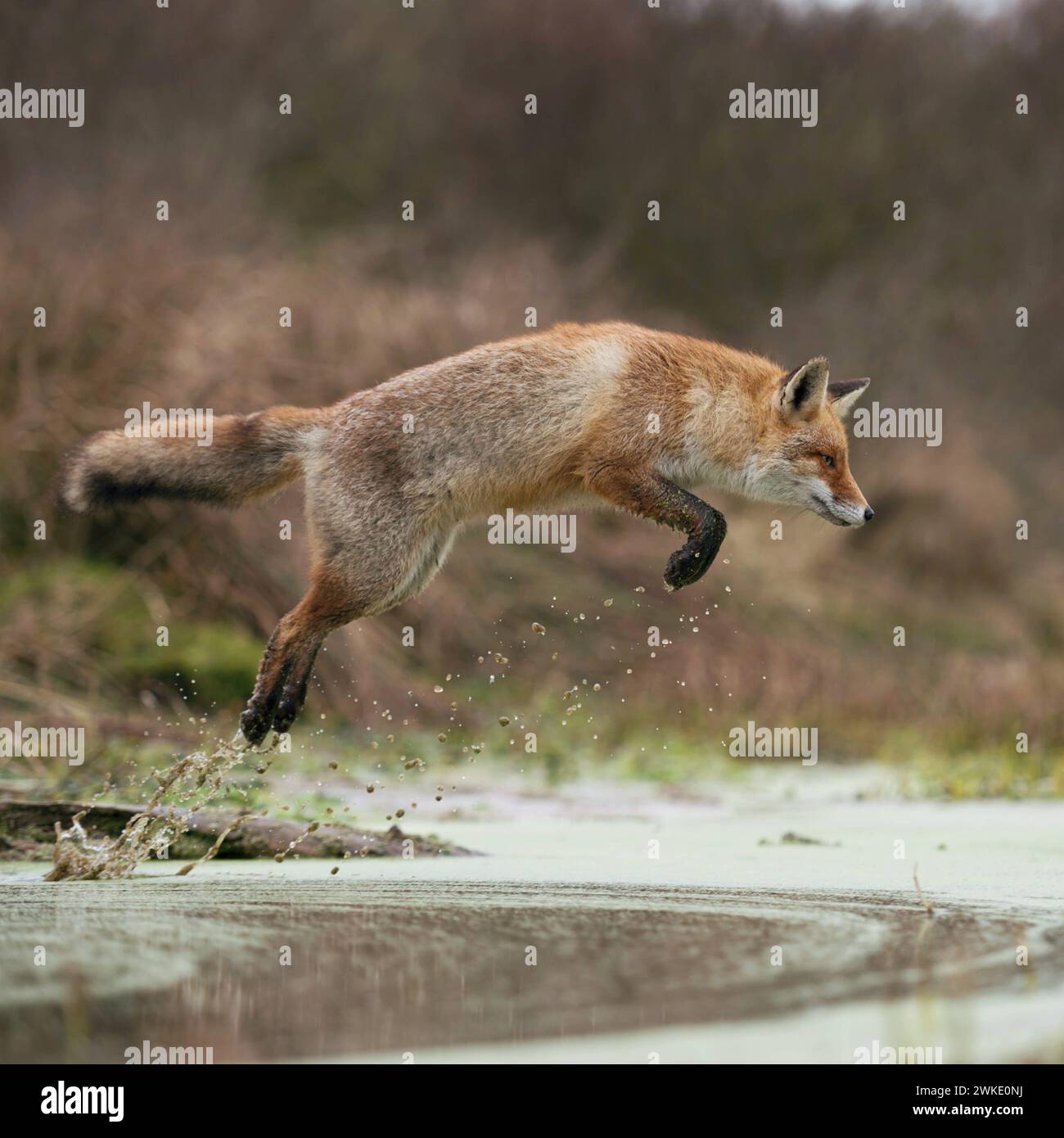 Fuchs / Rotfuchs Vulpes vulpes im kraftvollen, hohen Sprung, Spring über ein Gewässer, in natürlicher Umgebung, heimische Wildtiere, Wildtiere, Europa. *** Rotfuchs Vulpes vulpes, erwachsen im Winter, springen über einen kleinen Bach in einem Sumpf, Fern- und Hochsprung, Jagd, Wildtiere, Europa. Niederlande, Westeuropa Stockfoto