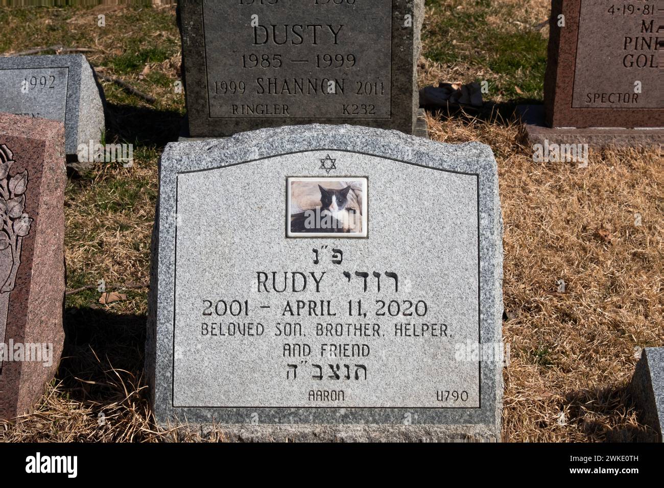 Ein englisch-hebräischer Grabstein für Rudy die Katze. Auf dem Hartsdale Canine Cemetery in Westchester, New York. Stockfoto