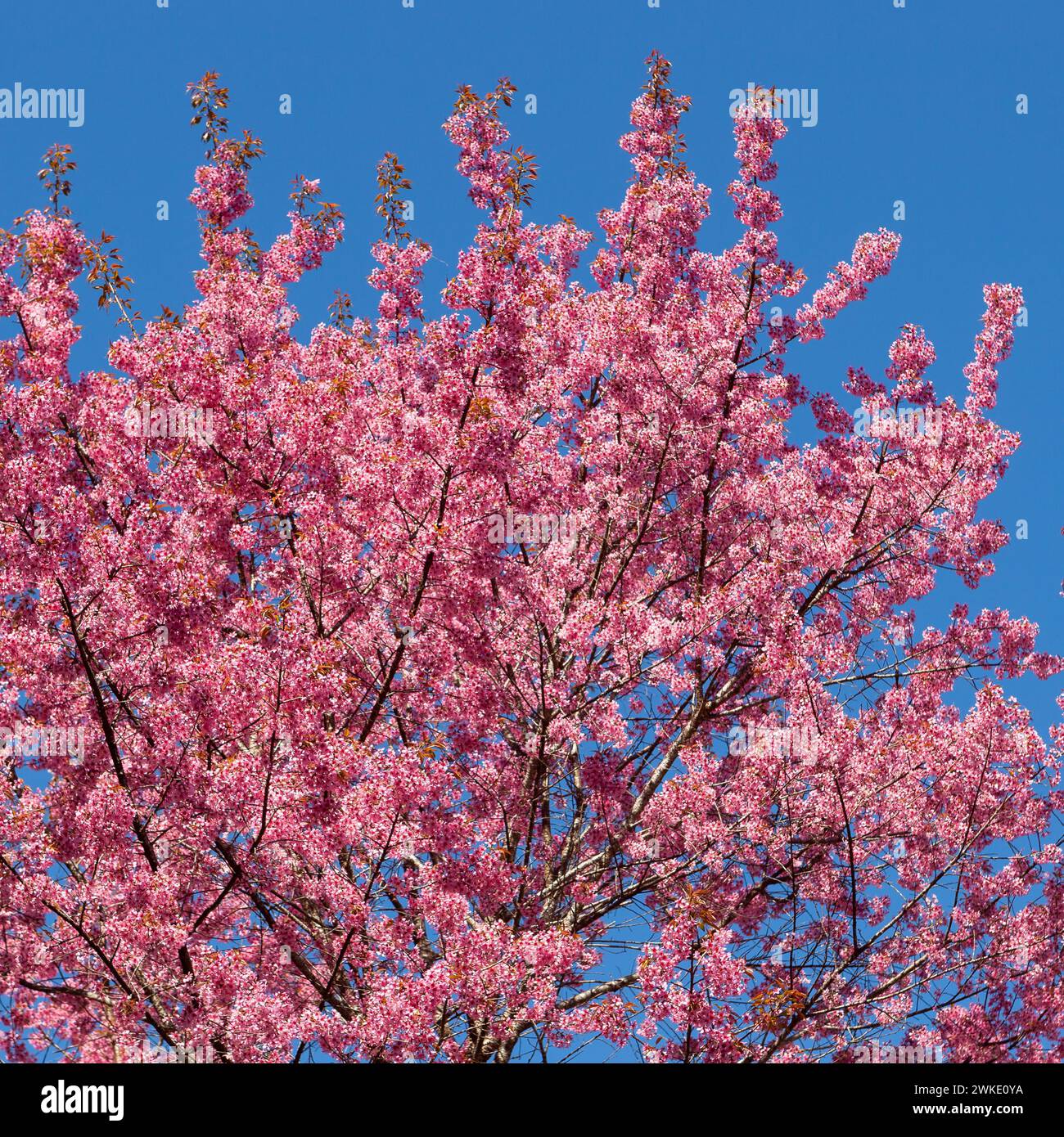 Kirschblüte in der Nähe von Chiang Mai, Thailand. Kirschbaum mit Blumen auf blauem Himmel. Stockfoto