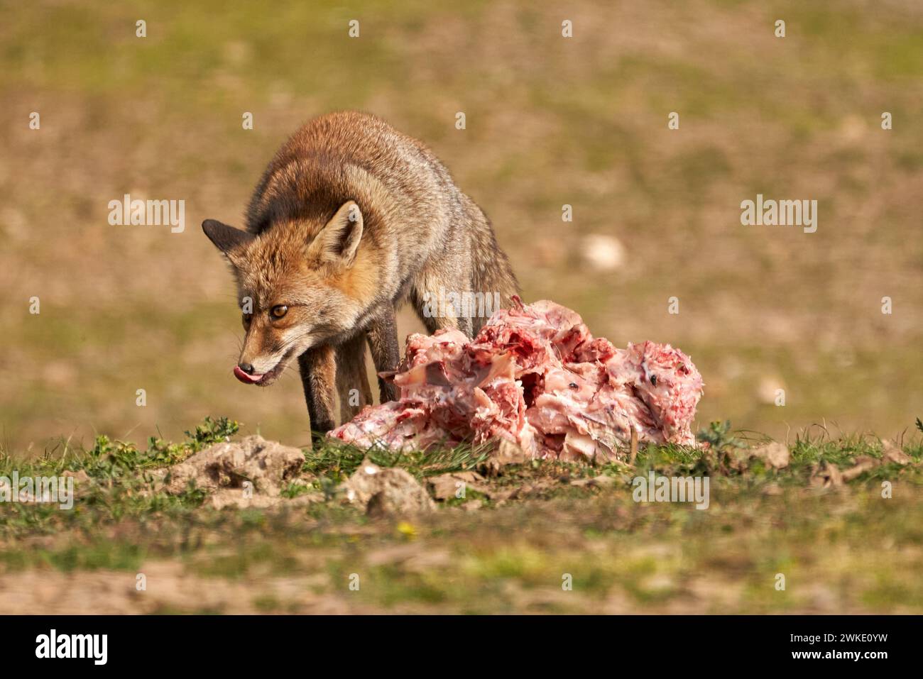 Wunderschönes Nahporträt eines Fuchs, der seine Zunge ausstreckt, hungrig über ein Stück Fleisch auf dem Boden in der sierra de andujar, andalusien, spanien Stockfoto