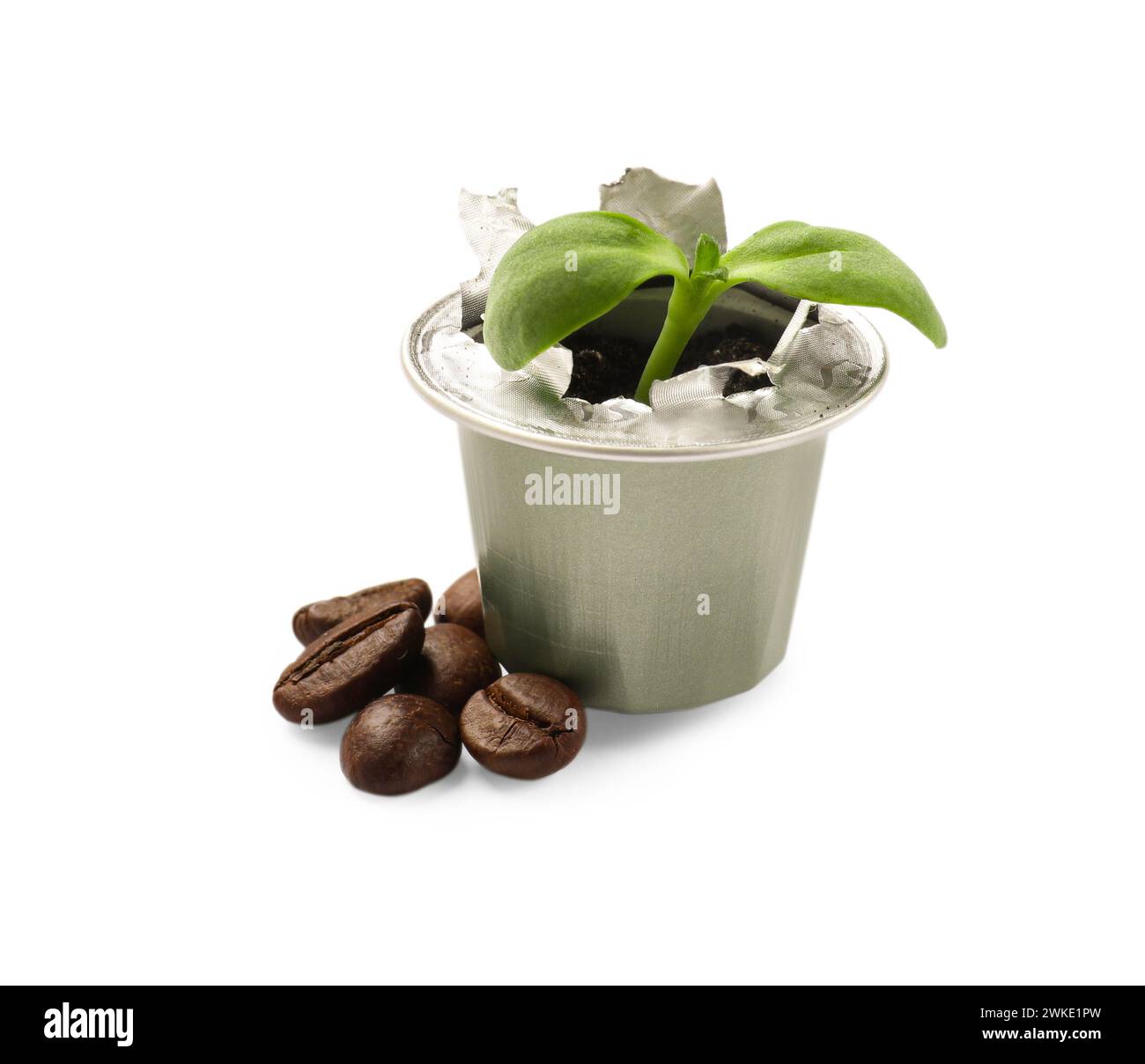 Grüner Sämling, der in Kaffeekapseln wächst und auf weiß isolierte Bohnen Stockfoto