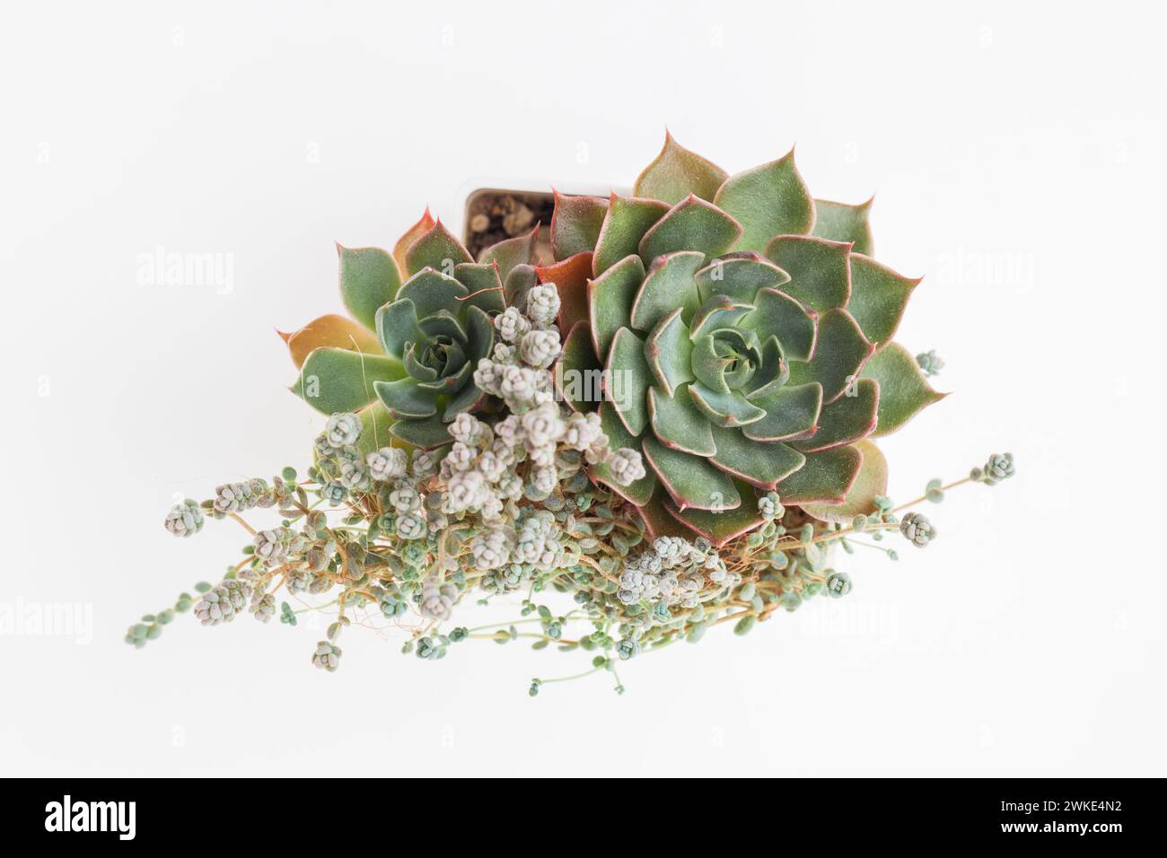 Saftige Graptopetalum Bellum Blume Rosette auf weißem Hintergrund, Draufsicht Stockfoto