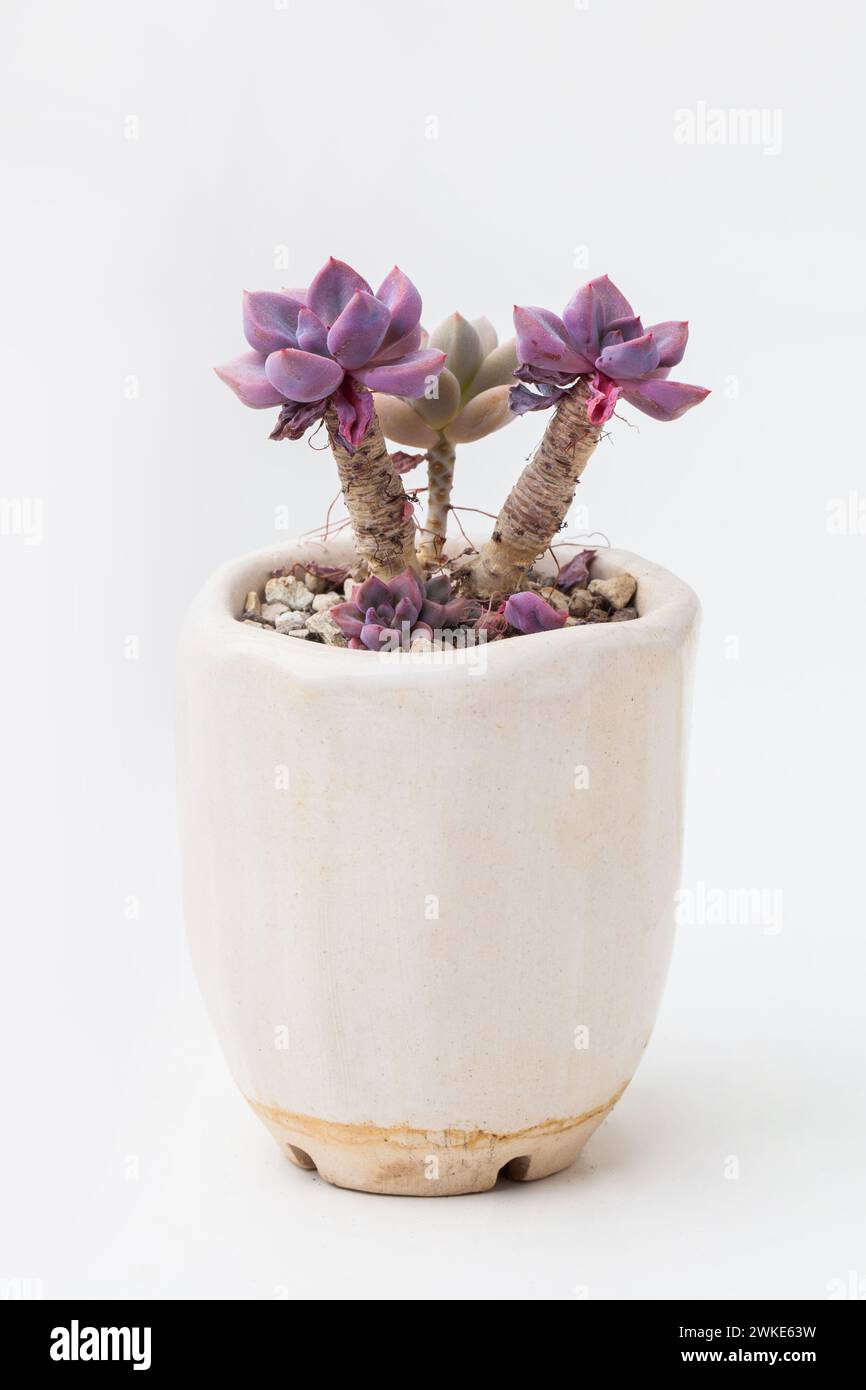 Purple Echeveria Sukkulente Zimmerpflanze in weißem Keramiktopf auf weißem Hintergrund Stockfoto