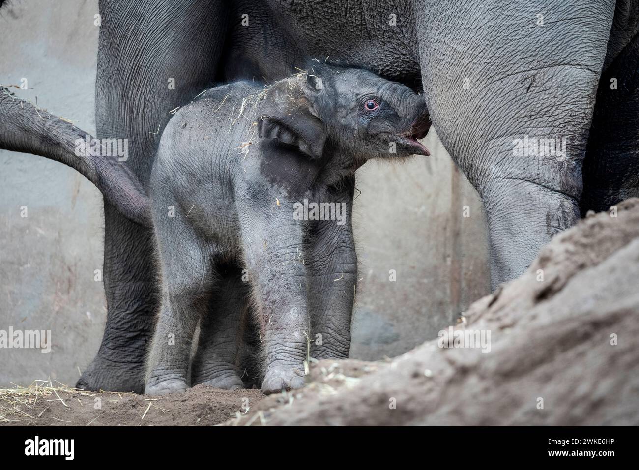 Ein neues Elefantenbaby im ZOO von Kopenhagen, Dänemark, Dienstag, 20. Februar 2024. In der Nacht auf Dienstag wurde ein Elefantenbaby im Kopenhagener Zoo geboren. Die Mutter ist die 16-jährige Maha Kumari und der Vatername ist Fahim. Die Geburt des kleinen Jungen verlief natürlich mit dem ganzen Rudel als Helfer. Ein Elefant ist 22 Monate lang schwanger, was der längste im Tierreich ist. Ein neugeborener Elefant wiegt bei der Geburt 70-90 kg Stockfoto