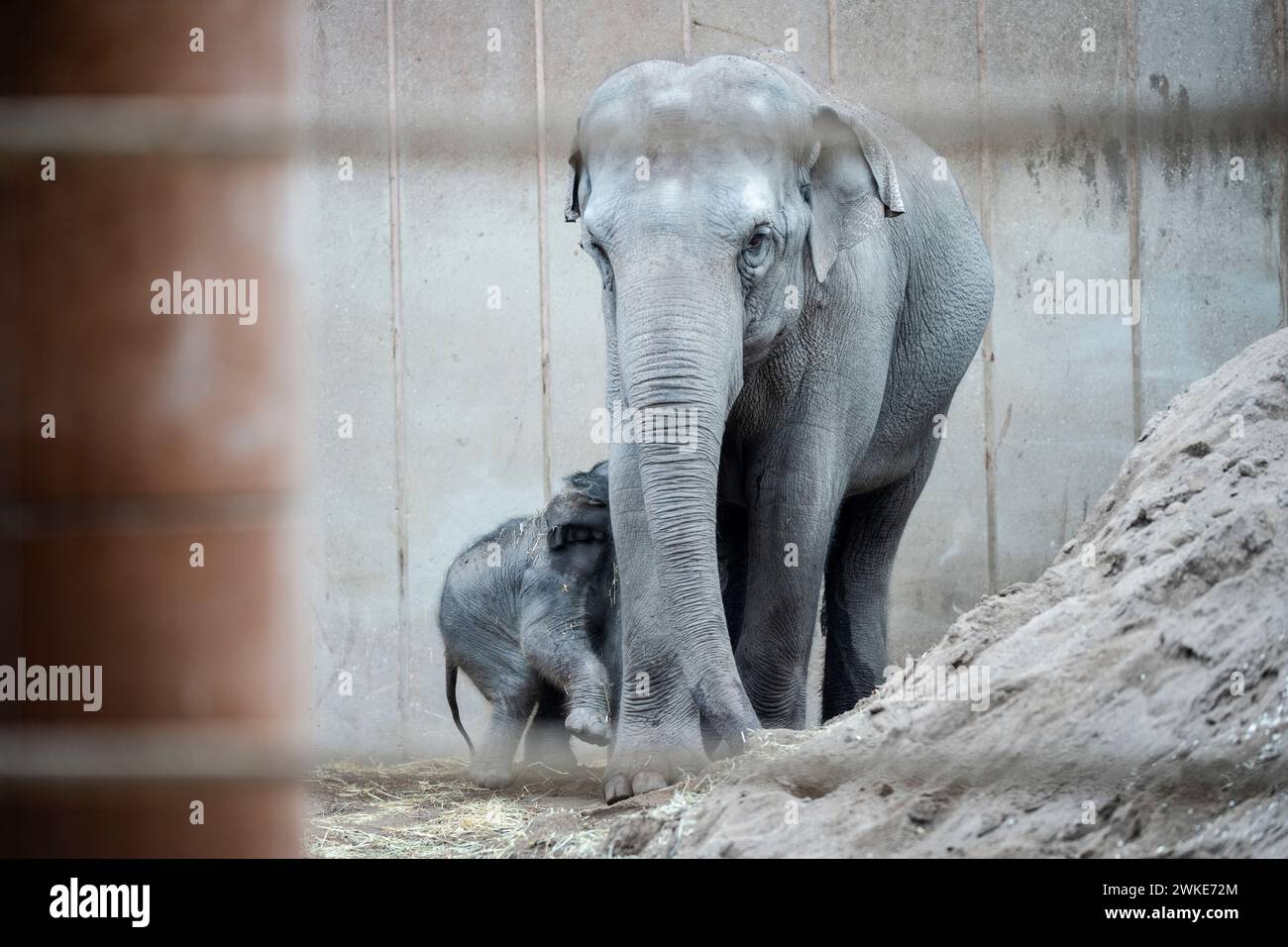 Ein neues Elefantenbaby im ZOO von Kopenhagen, Dänemark, Dienstag, 20. Februar 2024. In der Nacht auf Dienstag wurde ein Elefantenbaby im Kopenhagener Zoo geboren. Die Mutter ist die 16-jährige Maha Kumari und der Vatername ist Fahim. Die Geburt des kleinen Jungen verlief natürlich mit dem ganzen Rudel als Helfer. Ein Elefant ist 22 Monate lang schwanger, was der längste im Tierreich ist. Ein neugeborener Elefant wiegt bei der Geburt 70-90 kg Stockfoto