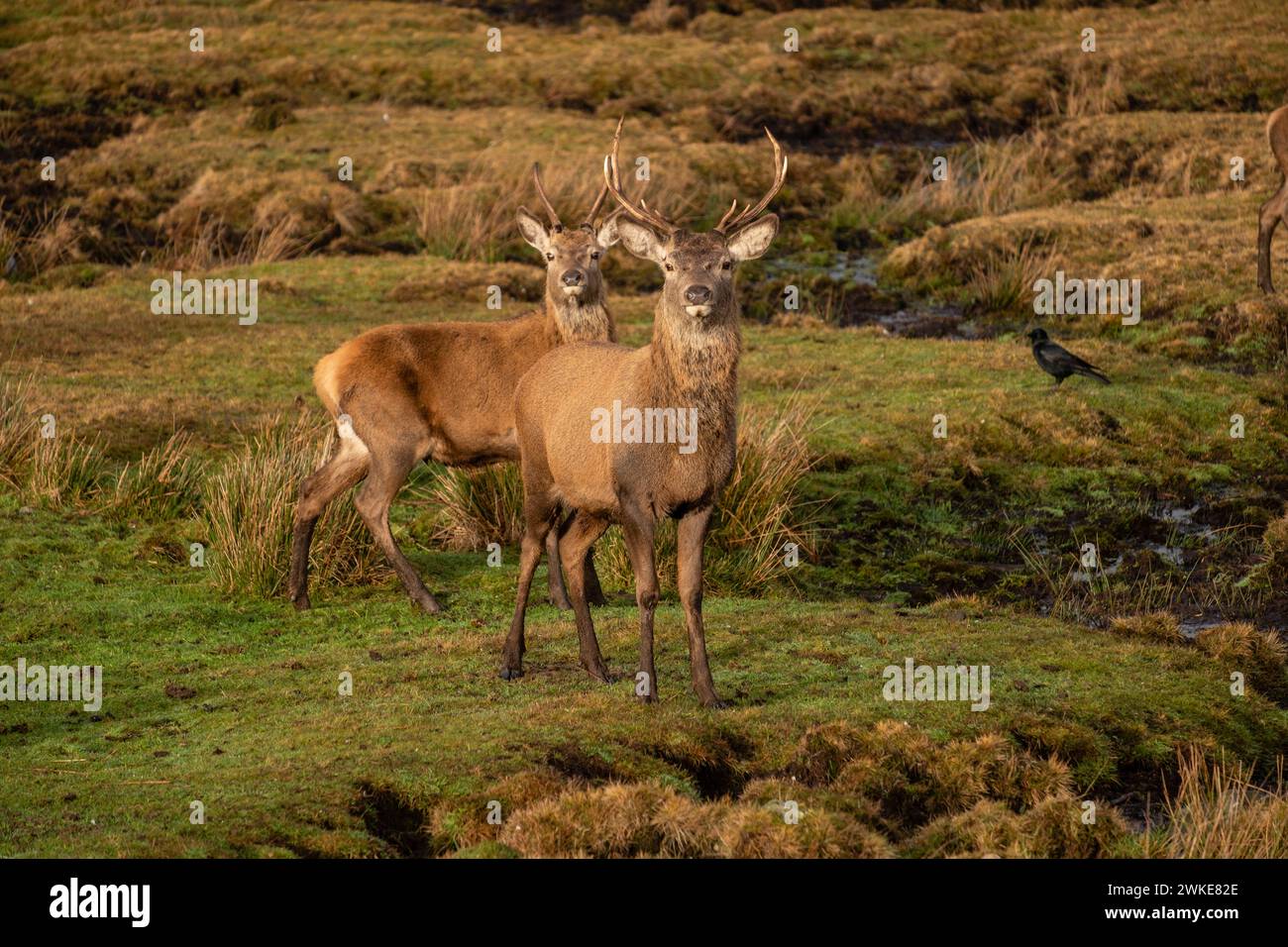Ciervo rojo, Cervus elaphus scoticus, Parque Nacional de Cairngorms, Highlands, Escocia, Reino Unido. Stockfoto
