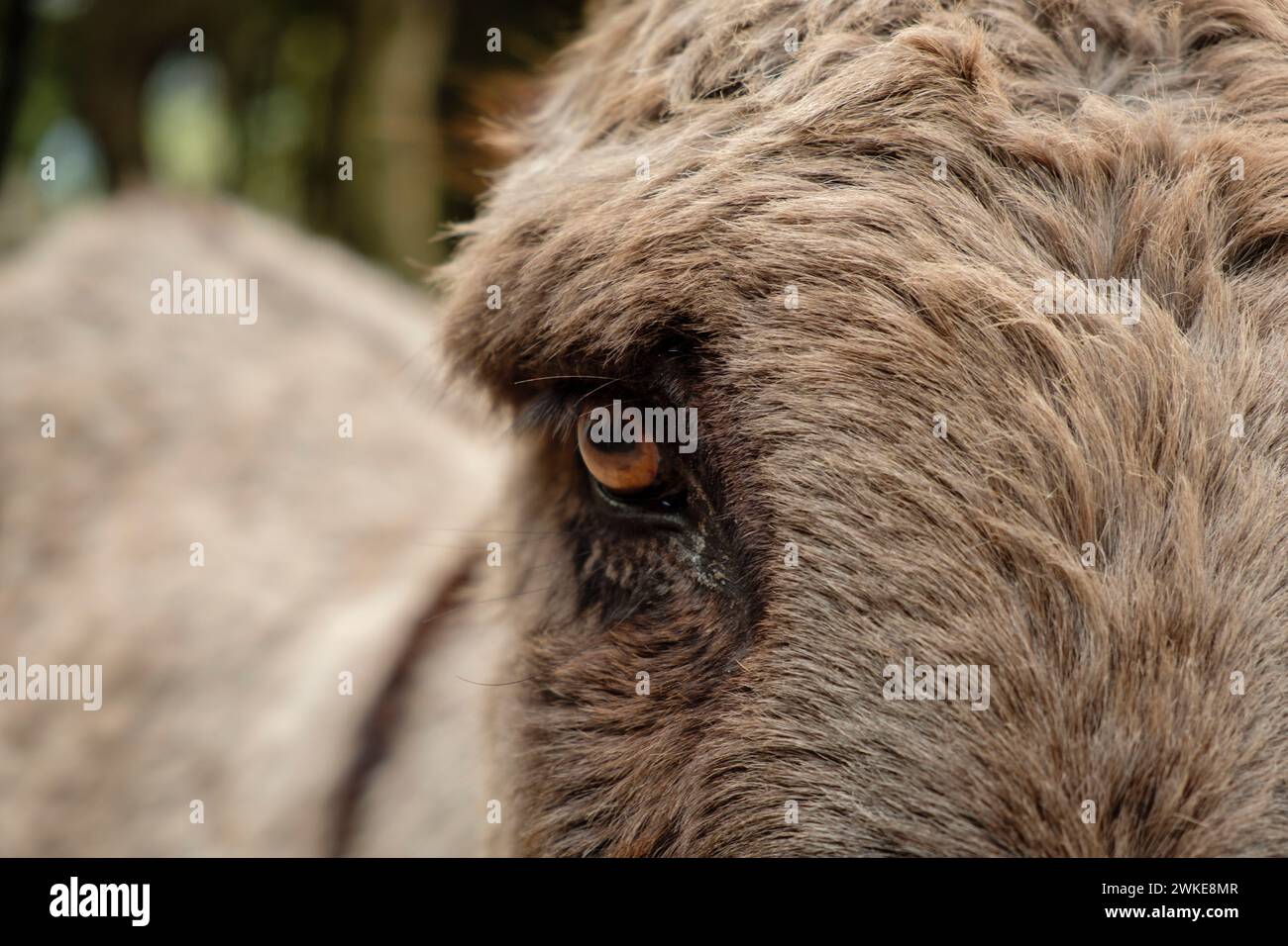 Burro, Camino des Cingles ( cami des Binis), Fornalutx, Mallorca, balearen, Spanien. Stockfoto