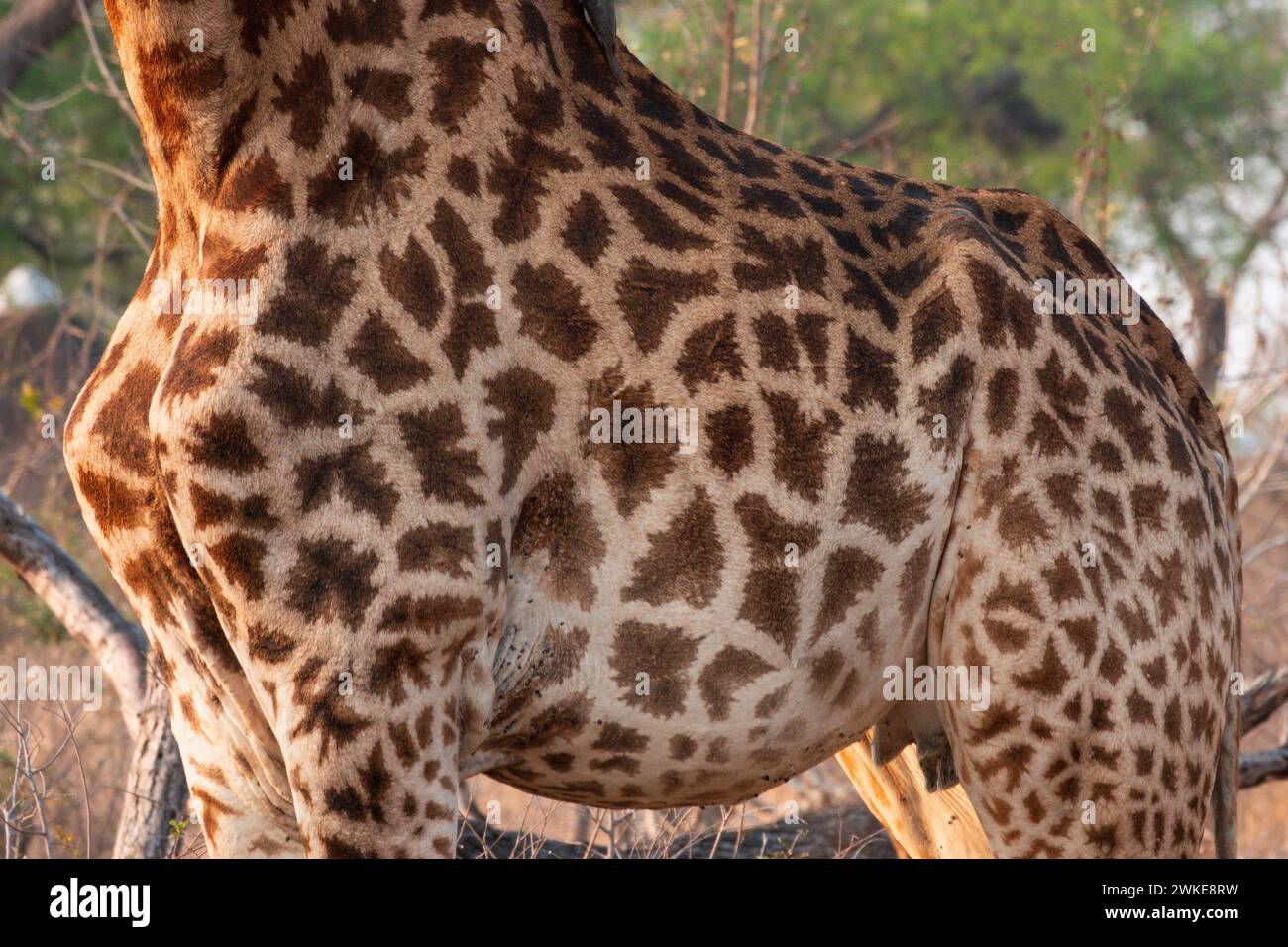 Nahaufnahme einer Giraffe mit Zecken in Südafrika Stockfoto