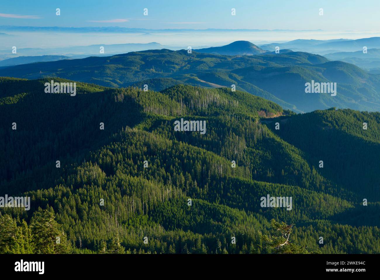 Küstenblick Palette von Marys Spitze, malerischen botanischen Marys Peakfläche, Siuslaw National Forest, Oregon Stockfoto